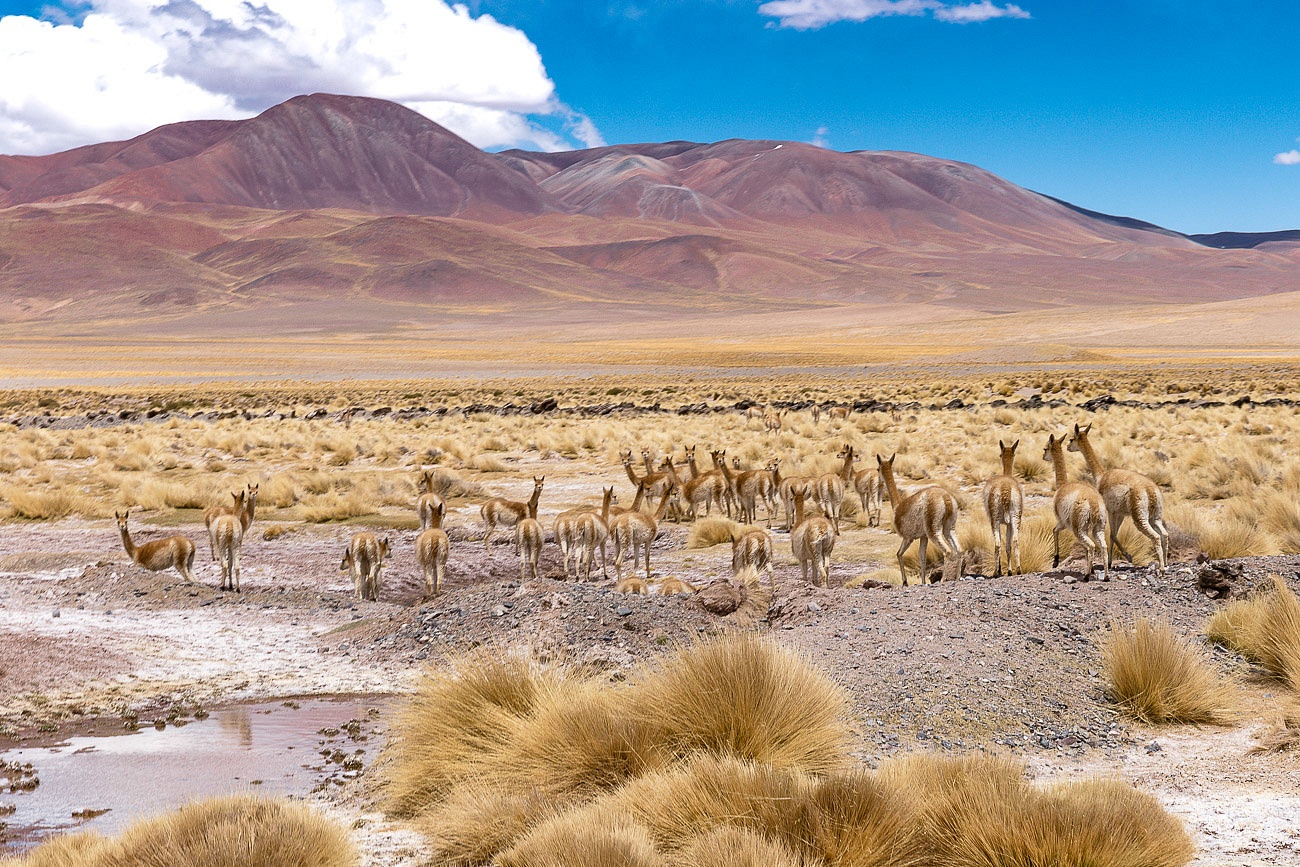Tolar Grande Andes Mountains - Vicunas Argentina puna