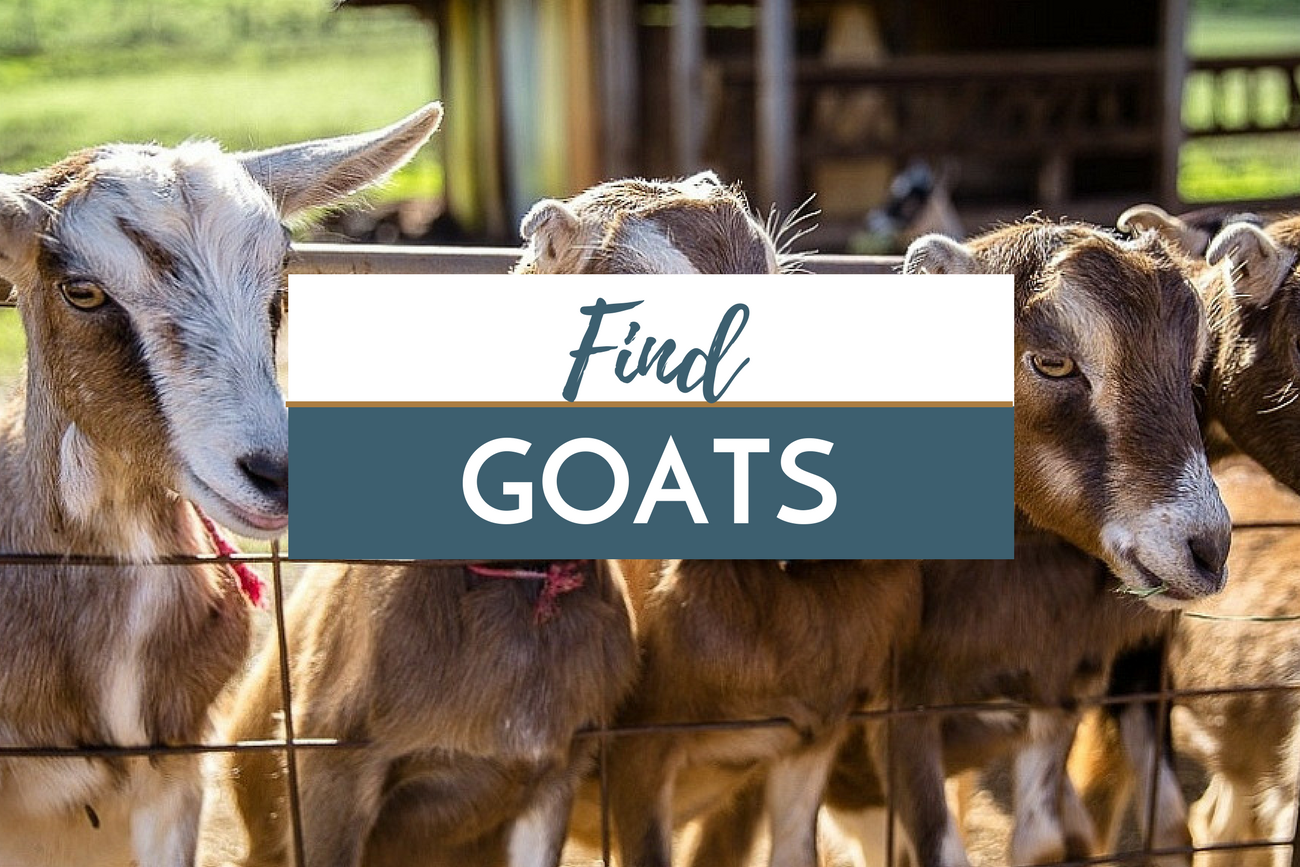 Find Goats in Hawaii