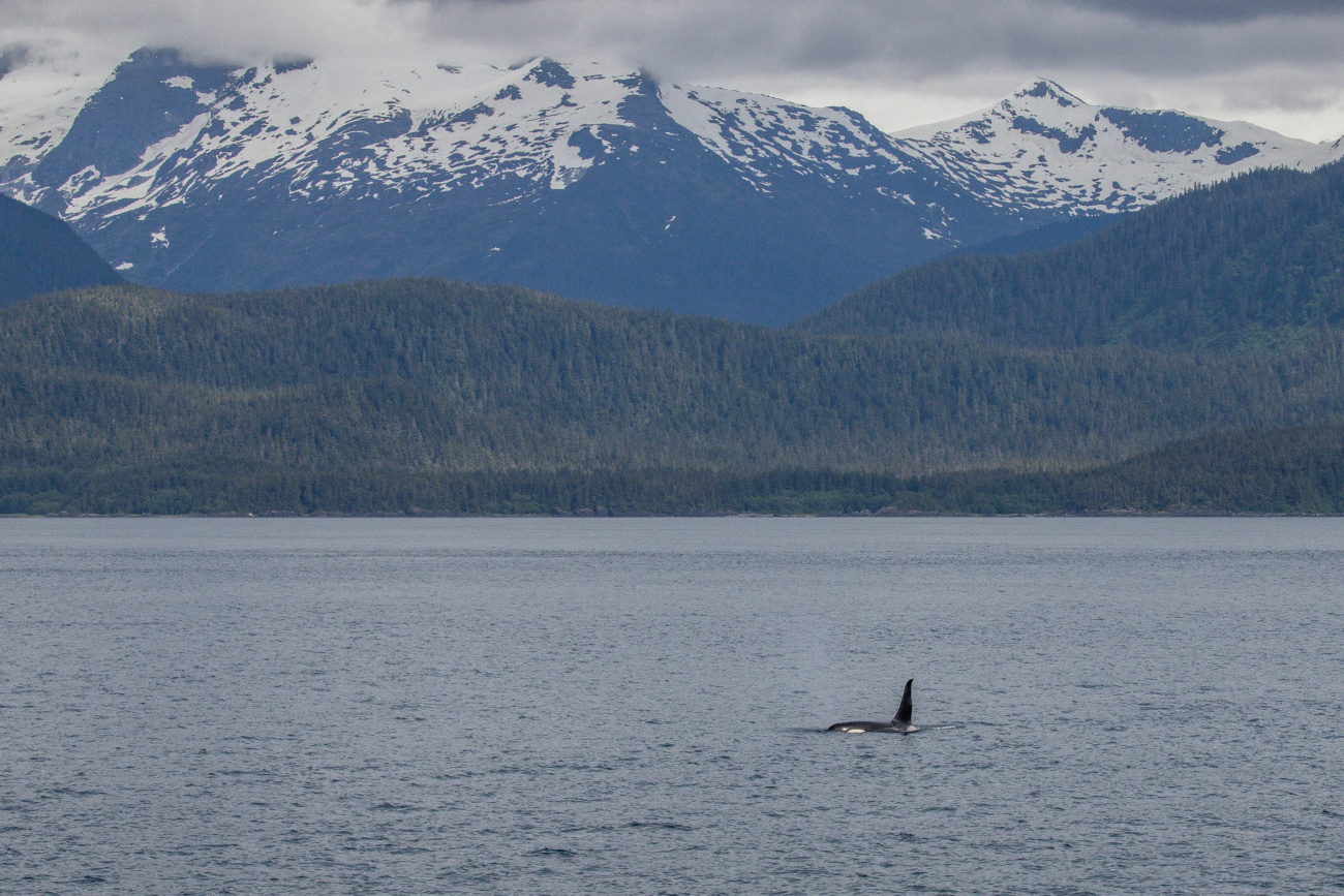 Orcas in Alaska