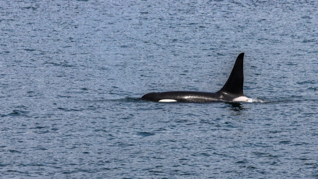 Orca Surfacing UnCruise Alaska
