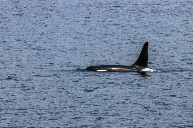 Orca Surfacing UnCruise Alaska