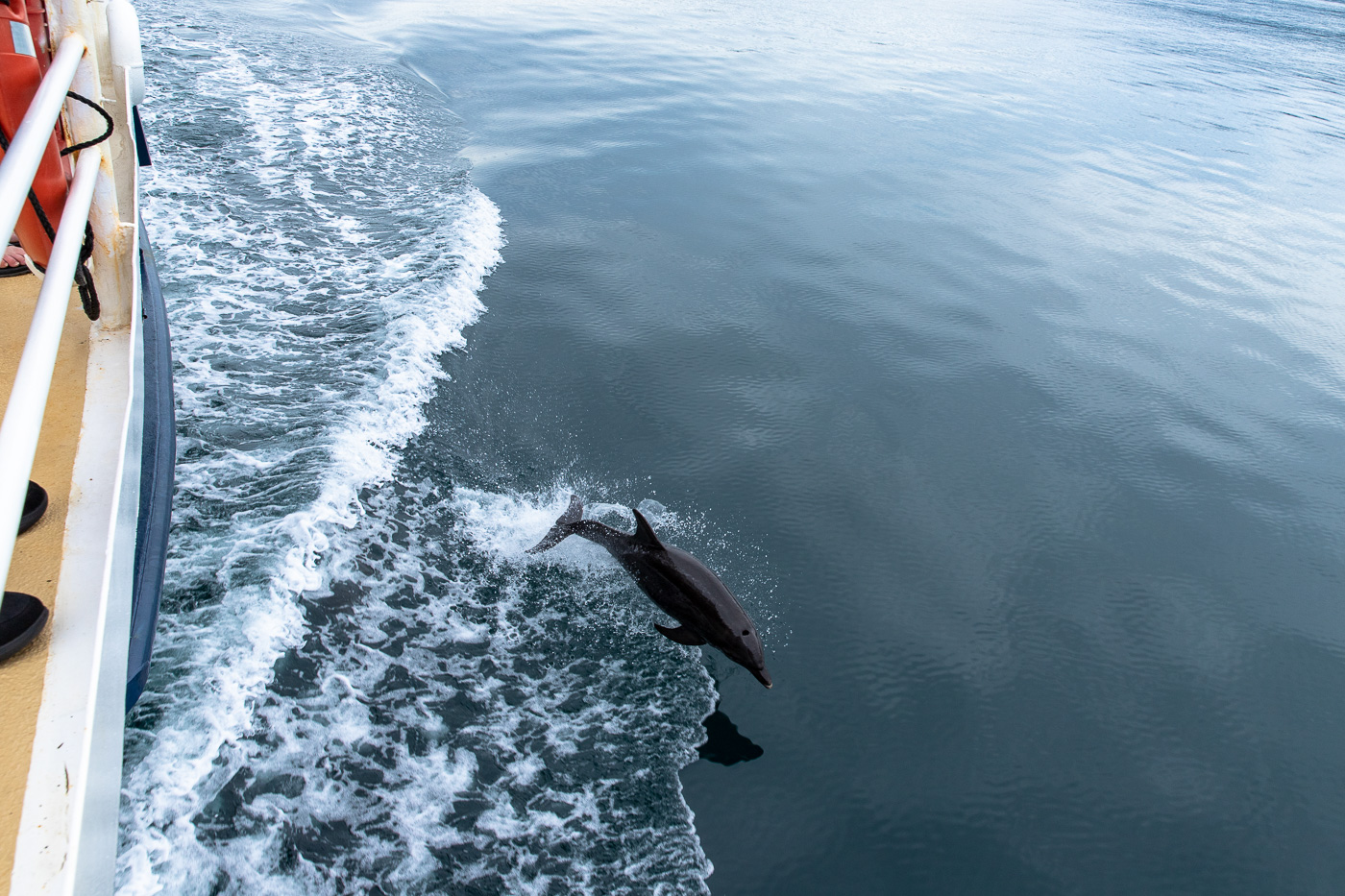 UnCruise dolphin jumping as seen on an adventure cruise